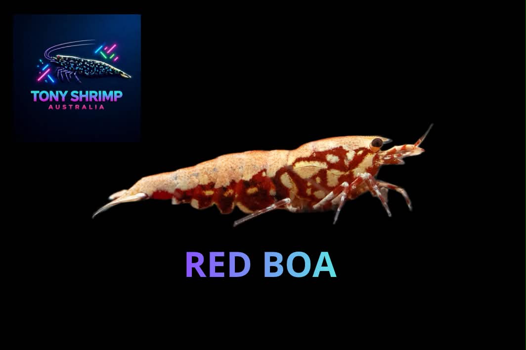 Red Boa