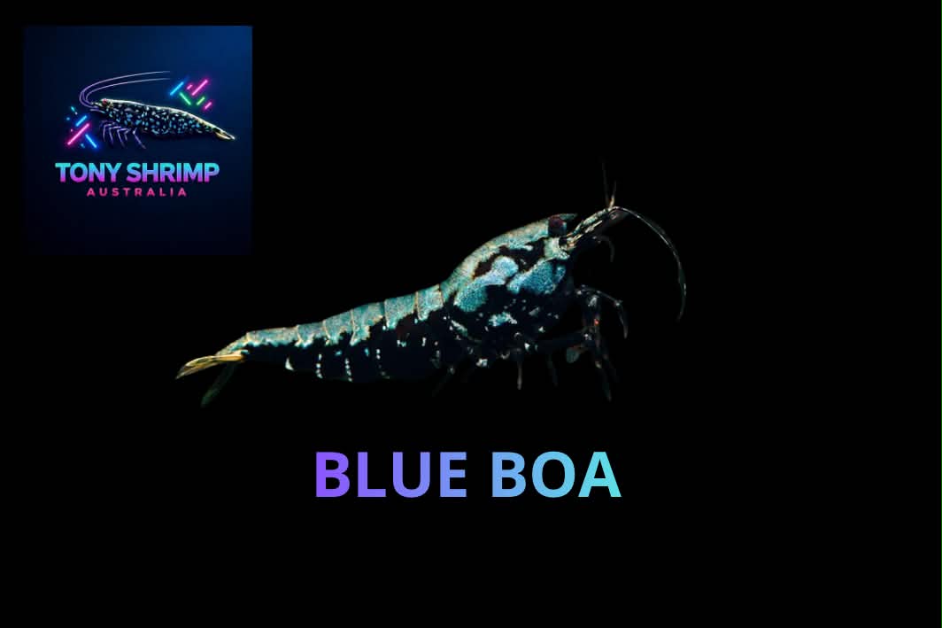 Blue Boa