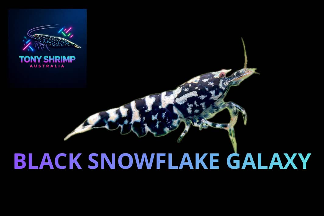 Black Galaxy Snowflake Shrimp