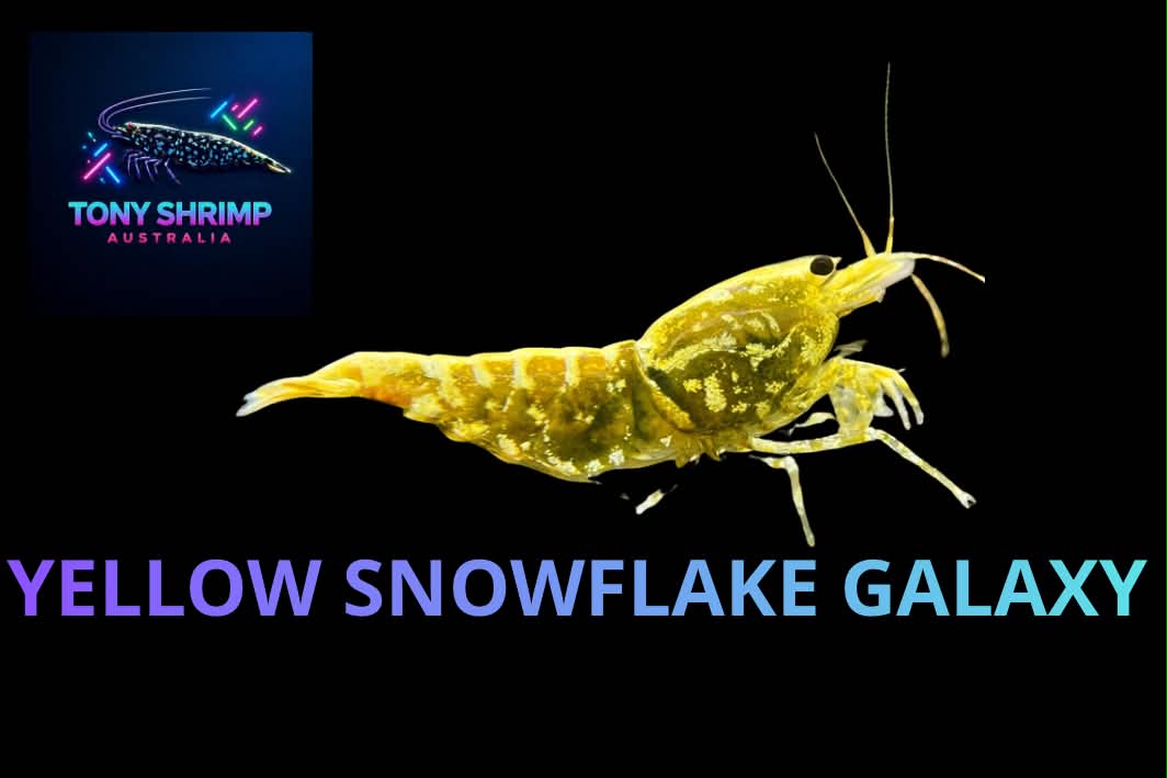 Yellow Galaxy Snowflake Shrimp