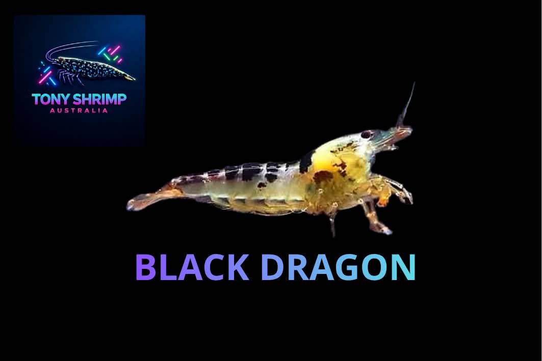 Black Dragon